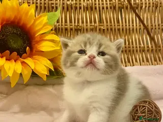 Scottish Fold cats 🧸EXTREMELY RARE CHAMP LINE FAWN SCOTTISH/BSH 😻🧸 - Advert 3
