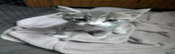 Mixed Breed cats for sale: 3 kittens for sale - Advert 4