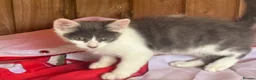 Mixed Breed cats for sale: 2 grey and white boys Ragdoll x - Advert 9