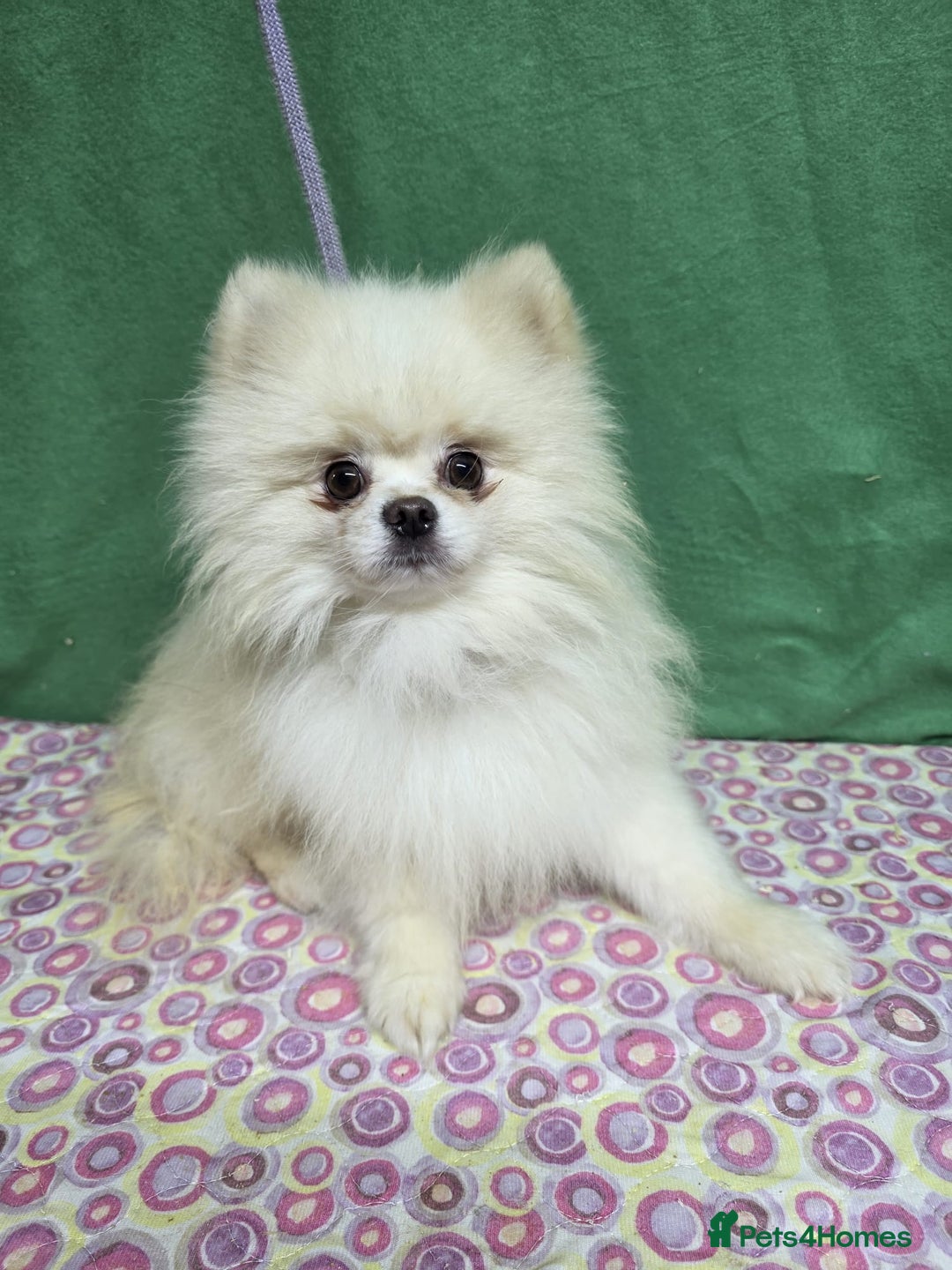 Pomeranian dogs for adoption: PRINCE – Pomeranian (Male) - Advert 2