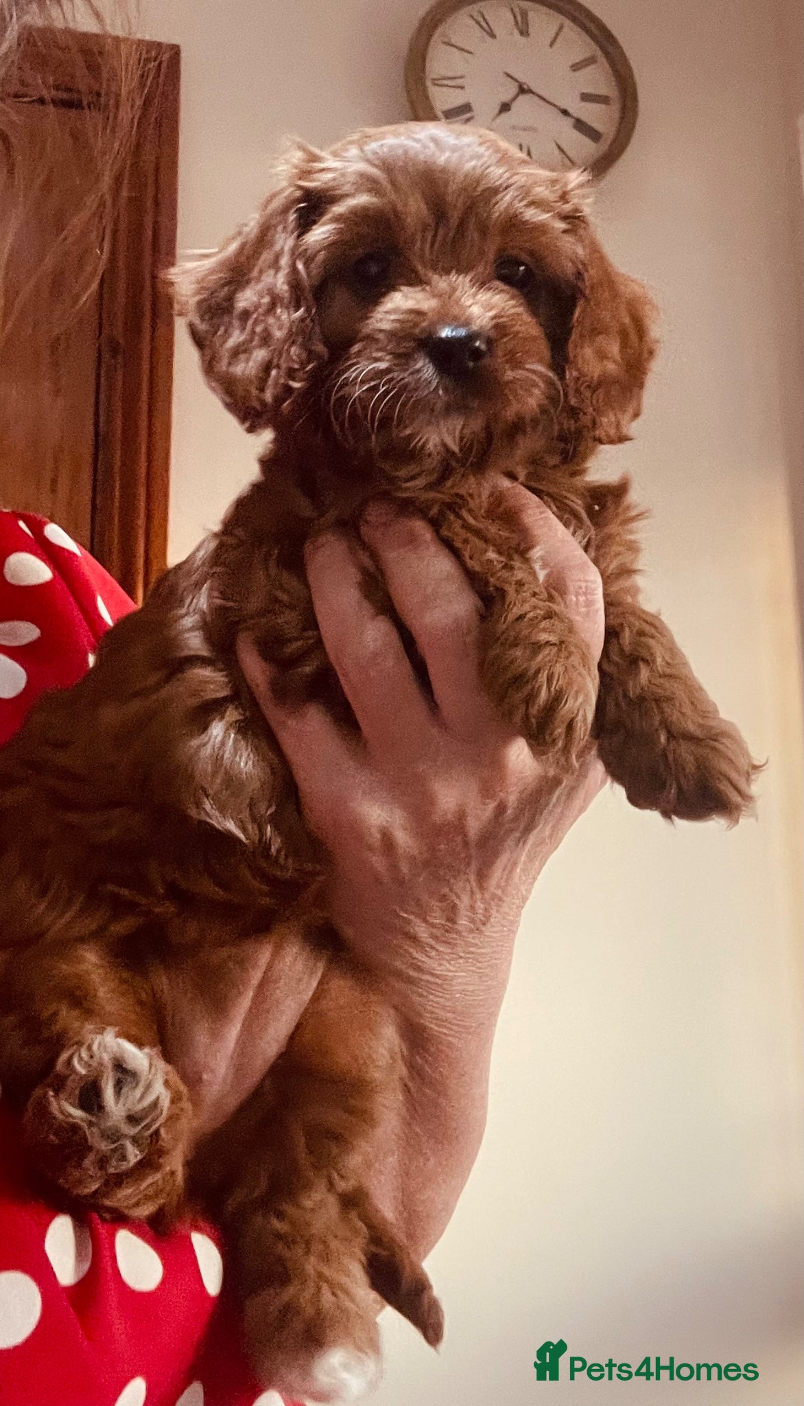 Cavapoo dogs Cavapoooo f1  - Advert 1