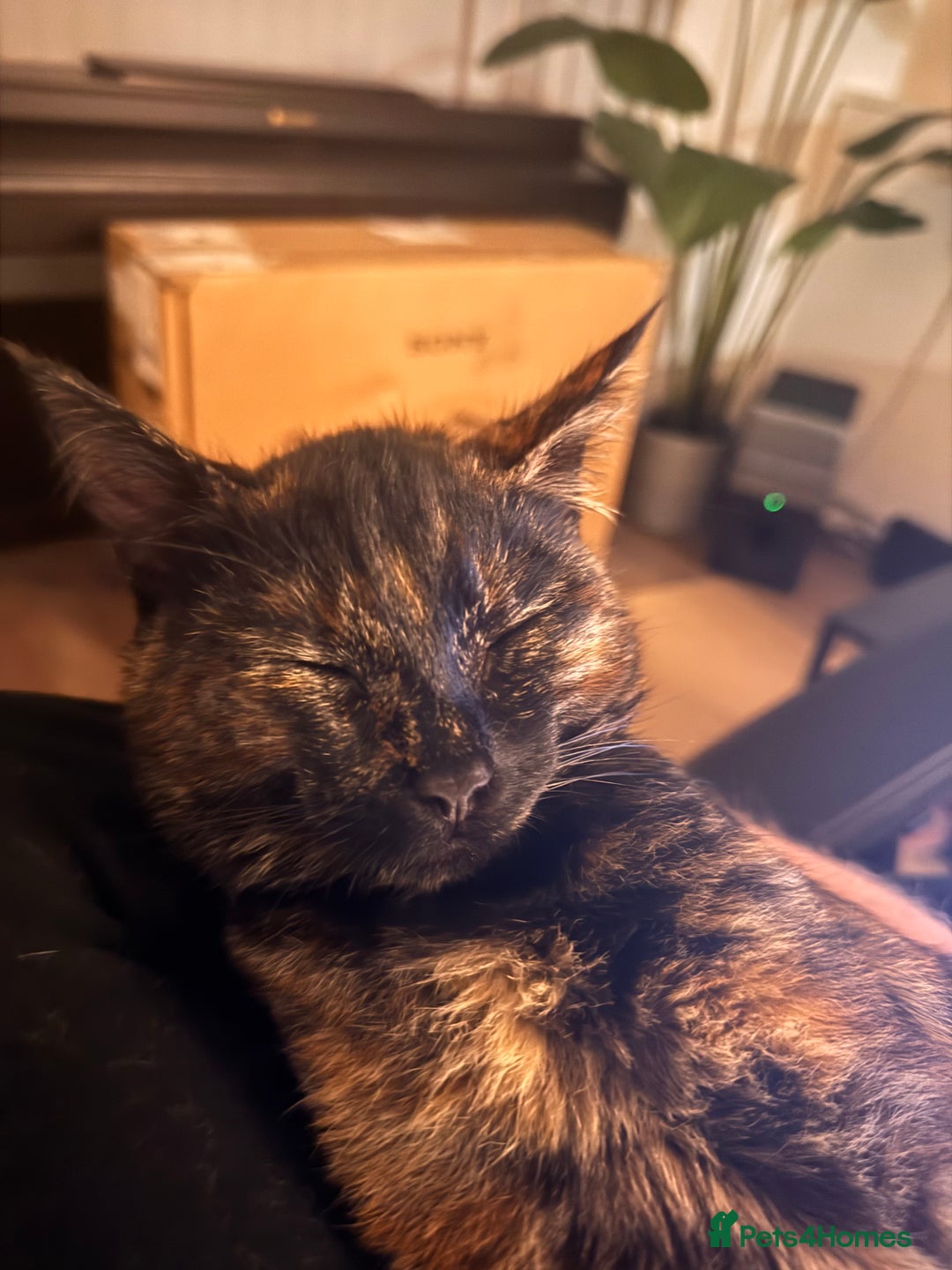 Mixed Breed cats for sale: 7 month old brother & sister looking for new home - Advert 17