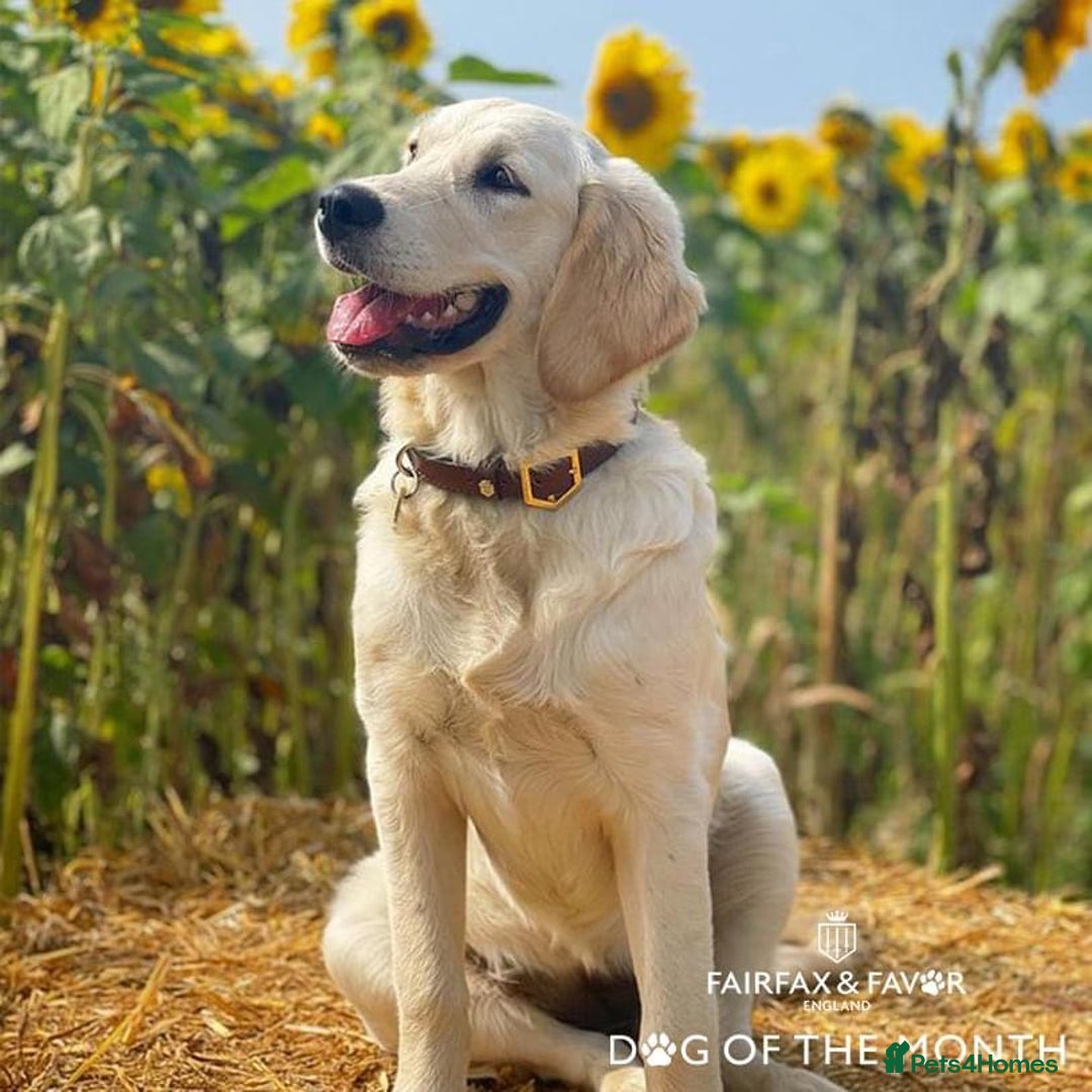 Flat coated Retriever dogs for sale: Flat coated x golden retriever puppies - Image 3