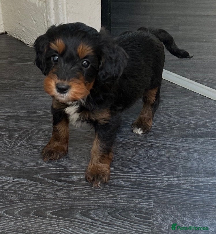 Cockapoo dogs Stunning cockapoos looking for forever homes - Advert 17
