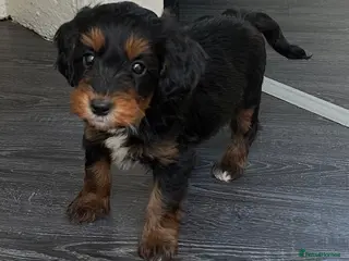 Cockapoo dogs Stunning cockapoos looking for forever homes - Advert 17