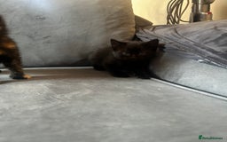 Siberian cats for sale: Siberian x Chartreux - Image 14