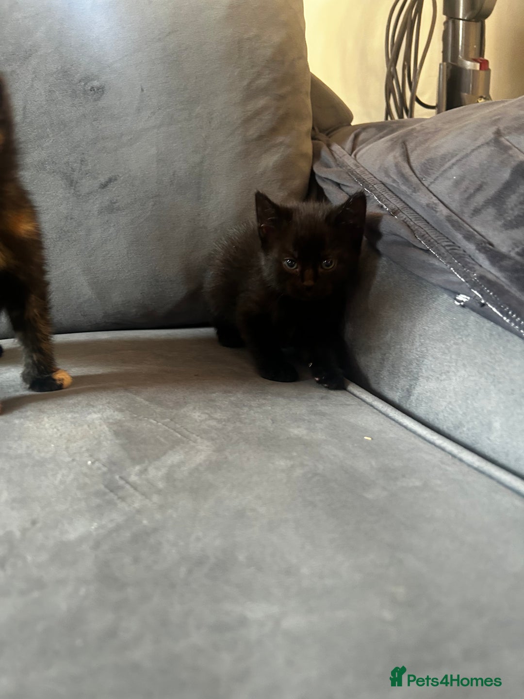 Siberian cats for sale: Siberian x Chartreux - Image 14