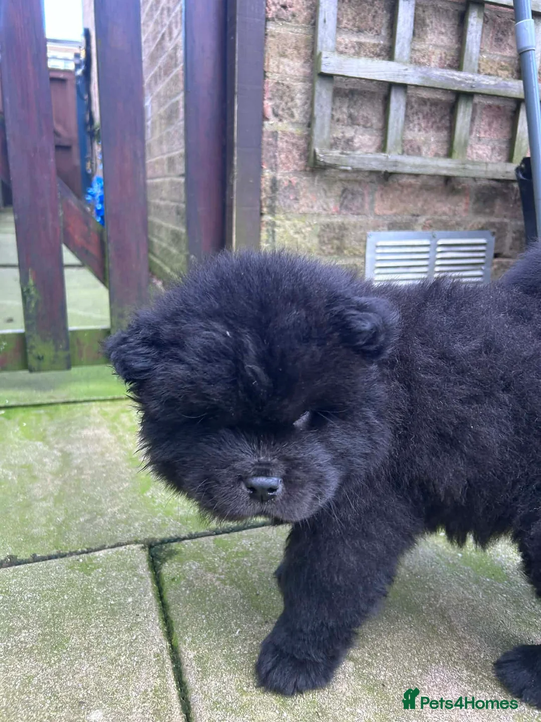 Chow Chow dogs for sale: Rough Coat Chow Chow Puppies in Peterborough - Advert 28