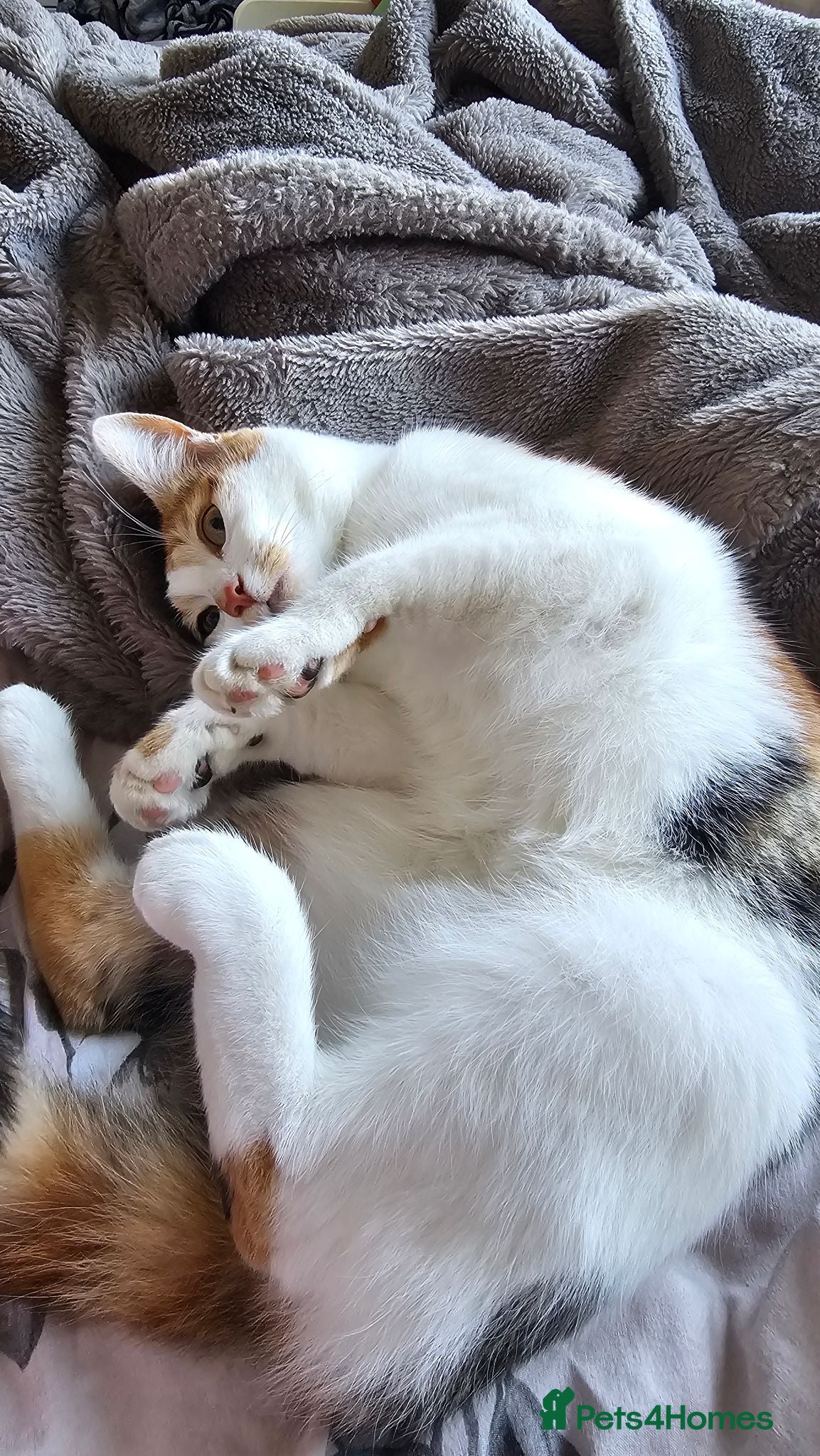 Mixed Breed cats 5 Beautiful kittens - Advert 11