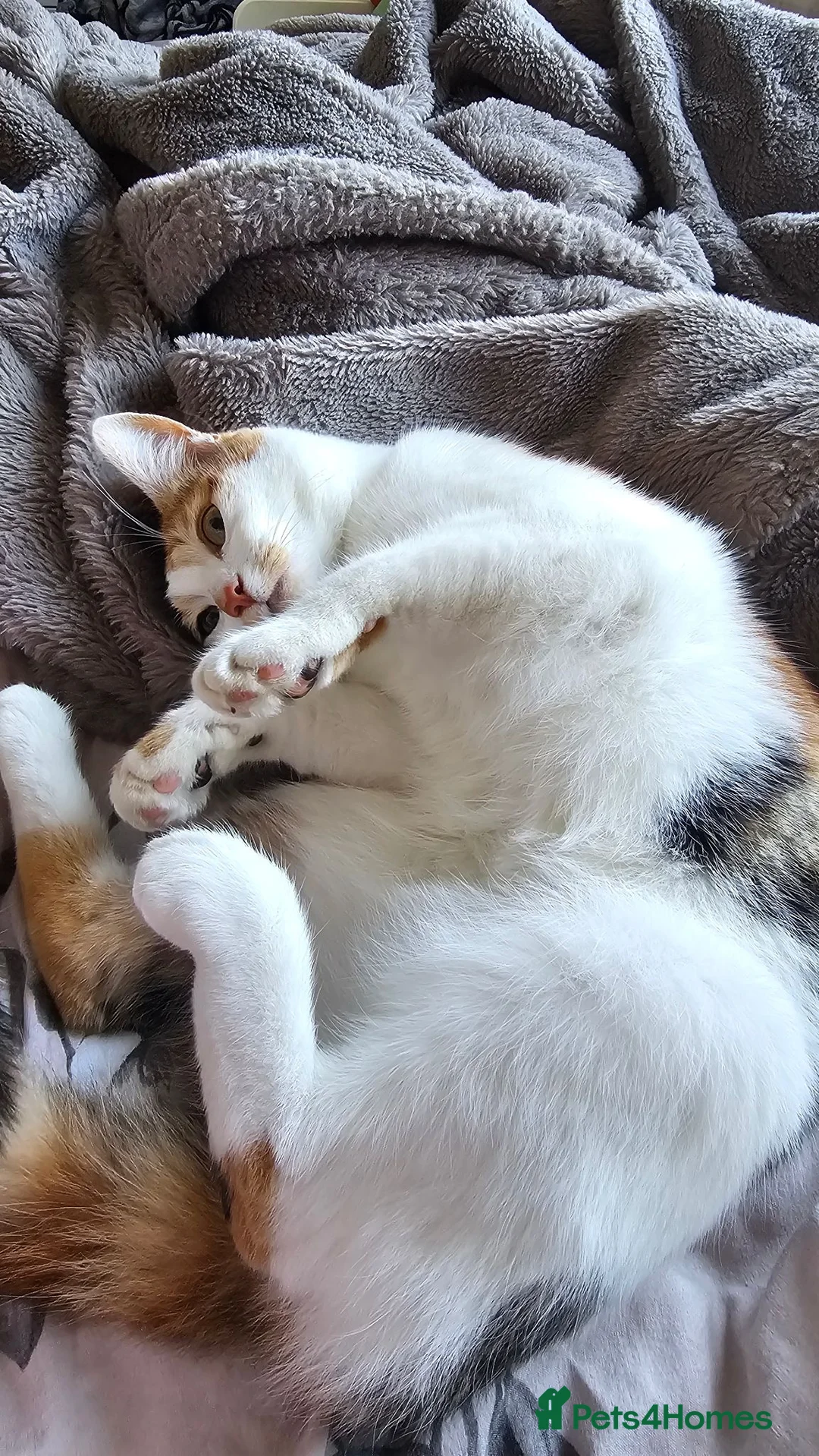 Mixed Breed cats for sale: 5 Beautiful kittens - Advert 1