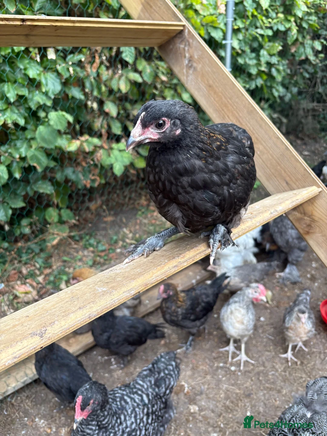 Chickens poultry for sale: Various pullets for sale  - Advert 2