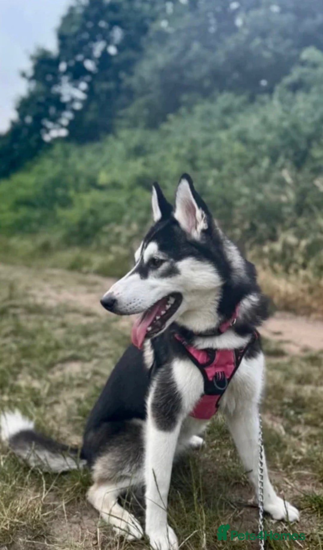 Siberian Husky dogs for sale: Siberian husky  - Advert 12