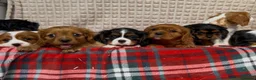 Cavalier King Charles Spaniel dogs for sale: STUNNING CAVALIER KING CHARLES PUPPIES  - Advert 31