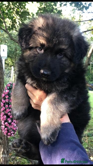 German Shepherd dogs German Shepherd Puppies - Advert 1