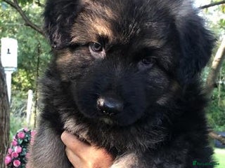 German Shepherd dogs German Shepherd Puppies - Advert 1