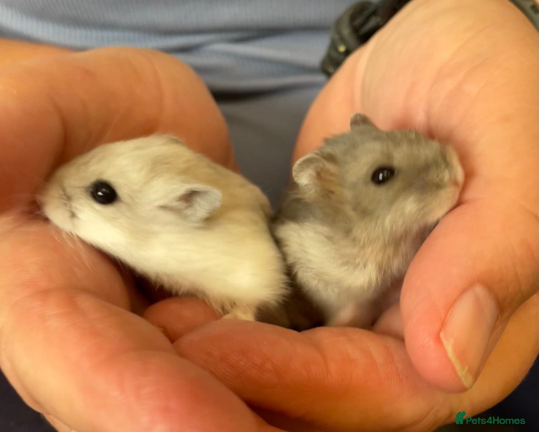 Hamster rodents for sale: Baby Winter White Russians from our show stock  - Image 20
