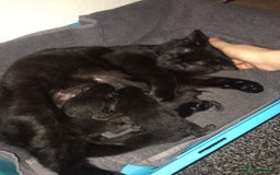 Mixed Breed cats for sale: 5 Black kittens - Image 8