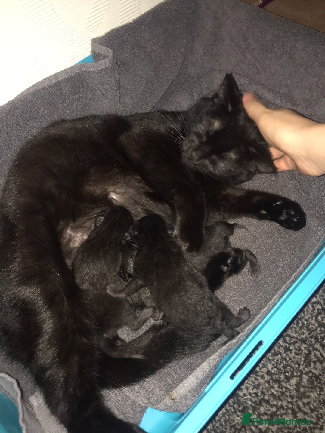 Mixed Breed cats for sale: 5 Black kittens - Image 8