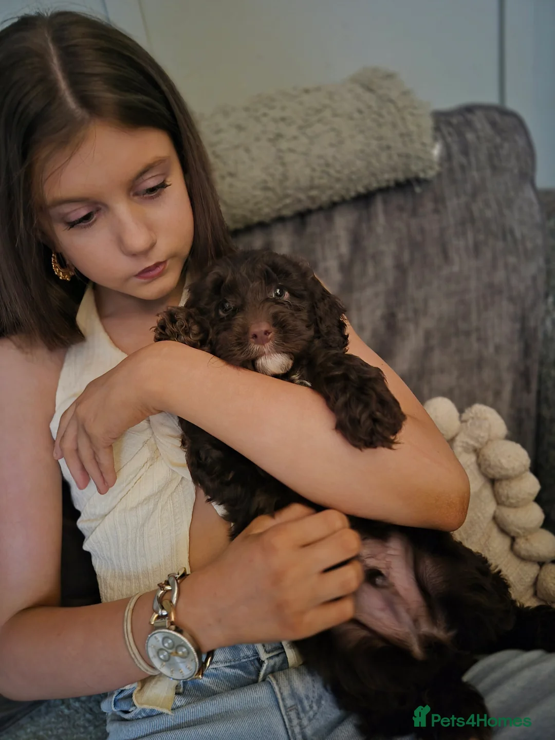 Cockapoo dogs for sale: F2 generation cockerpoo puppys  - Advert 15