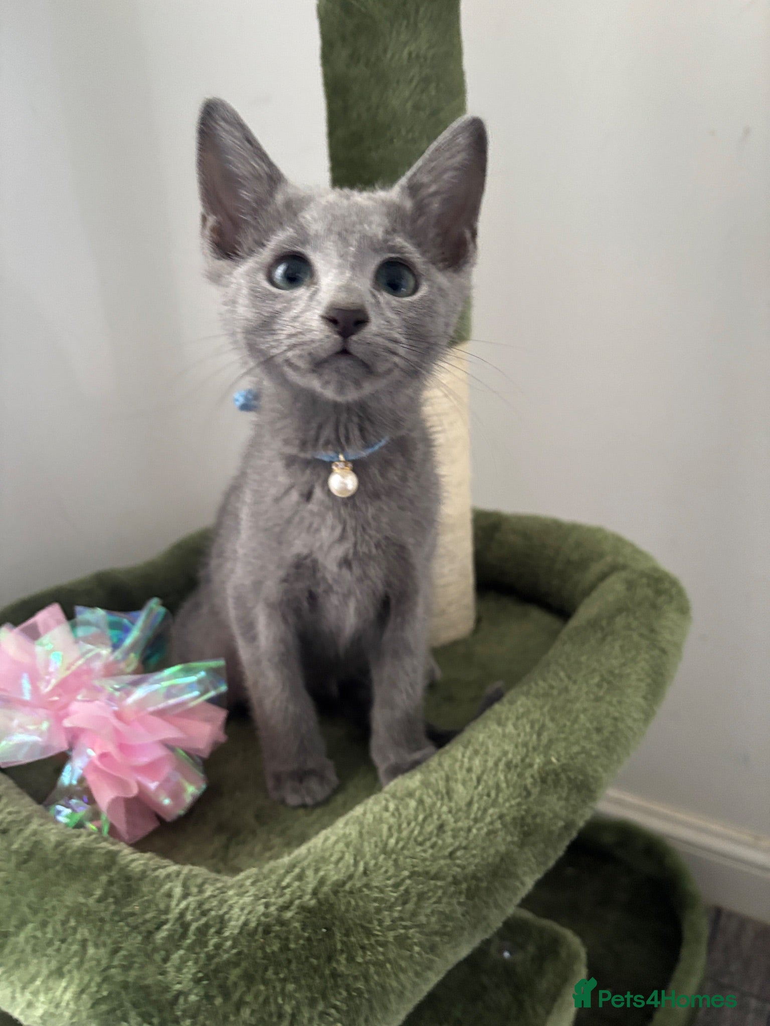 Russian Blue cats PURE PEDIGREE RUSSIAN BLUE KITTENS  - Advert 2