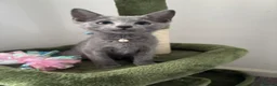 Russian Blue cats for sale: PURE PEDIGREE RUSSIAN BLUE KITTEN LAST BOY - Advert 1