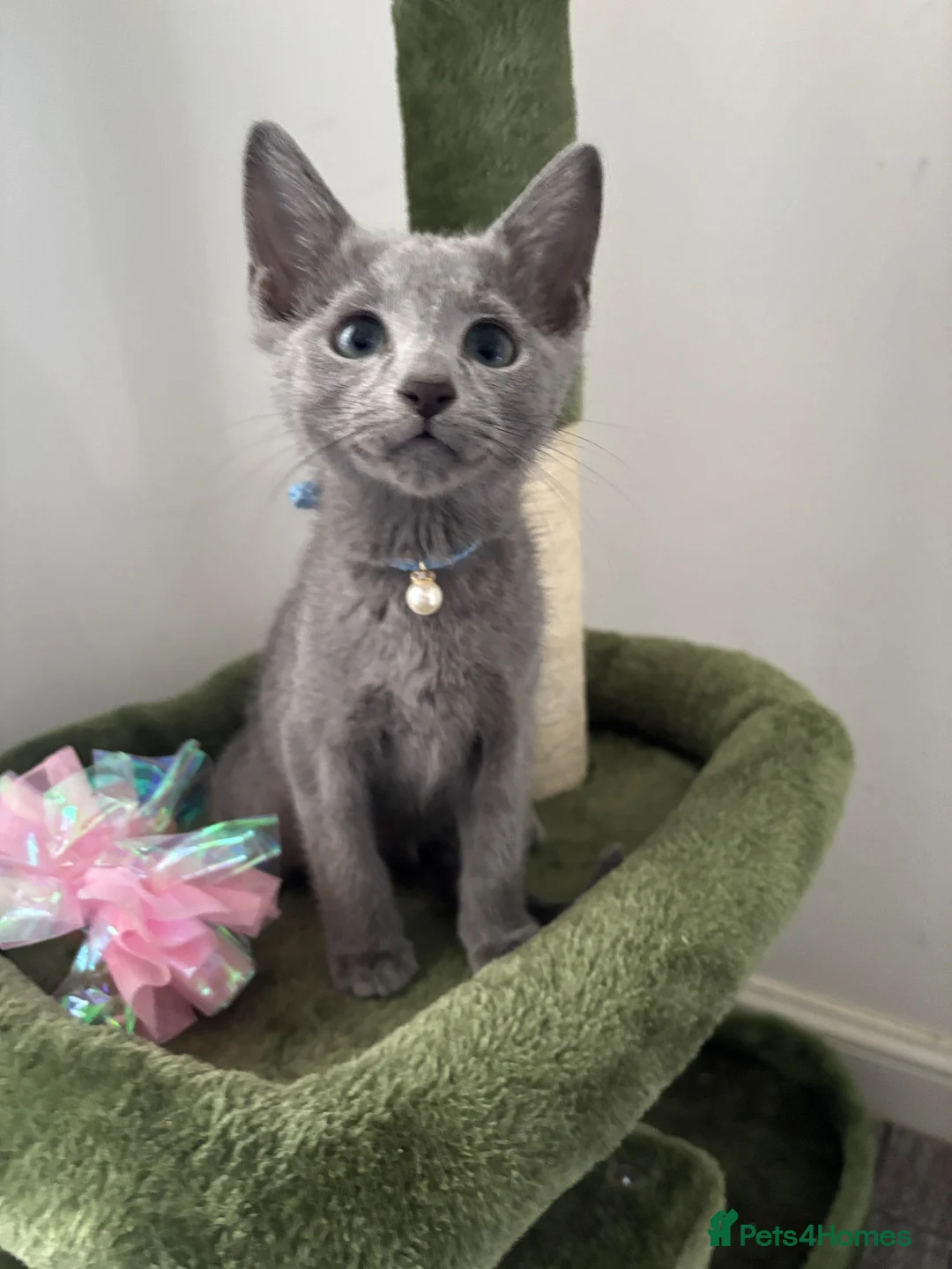 Russian Blue cats for sale: PURE PEDIGREE RUSSIAN BLUE KITTEN LAST BOY - Advert 1