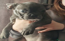 French Bulldog dogs for sale: Frenchy girls - Advert 1