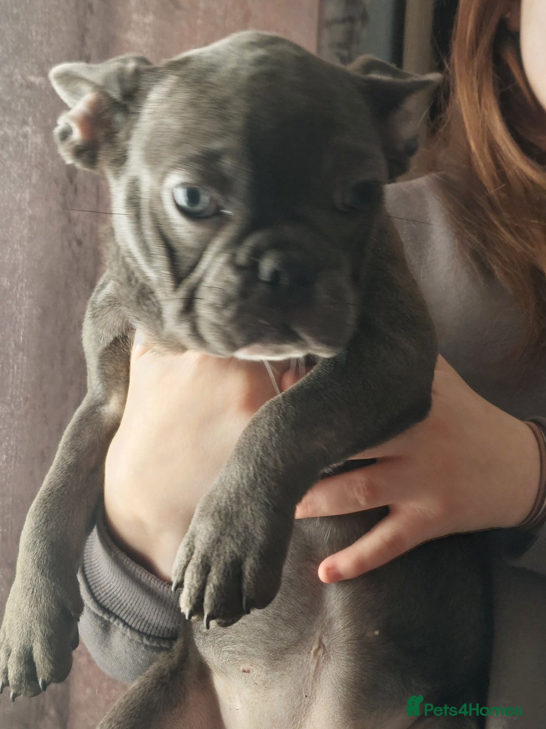 French Bulldog dogs for sale: Frenchy girls - Advert 1