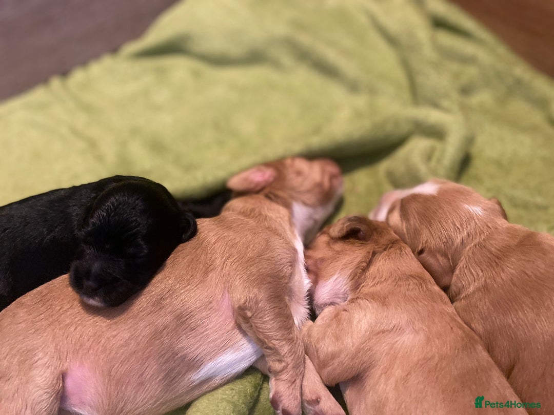 Cockapoo dogs for sale: Cockapoo Puppies Ready 15th September - Image 12