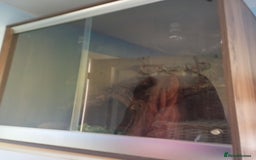 Python Snake reptiles for sale: Dolly 5ft Mojave morph, ball python & Viviun - Image 2