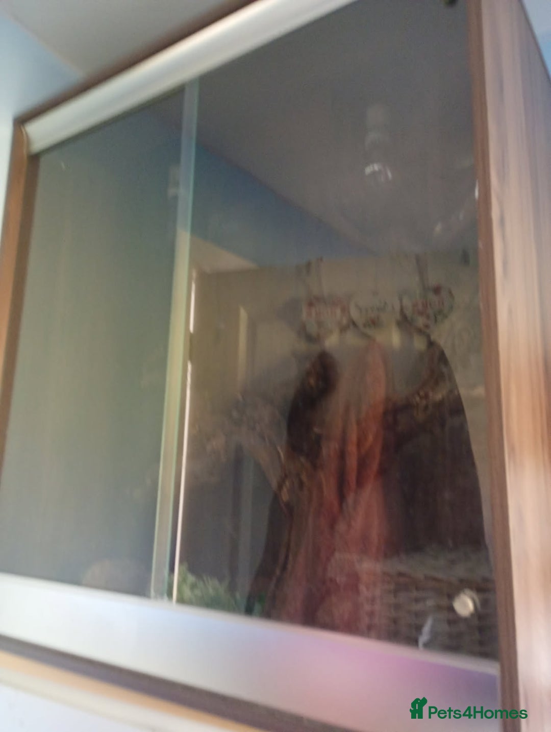 Python Snake reptiles for sale: Dolly 5ft Mojave morph, ball python & Viviun - Image 2