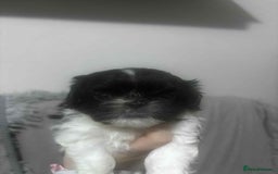 Mixed Breed dogs for sale: Shishon cross japanese chin  - Image 4