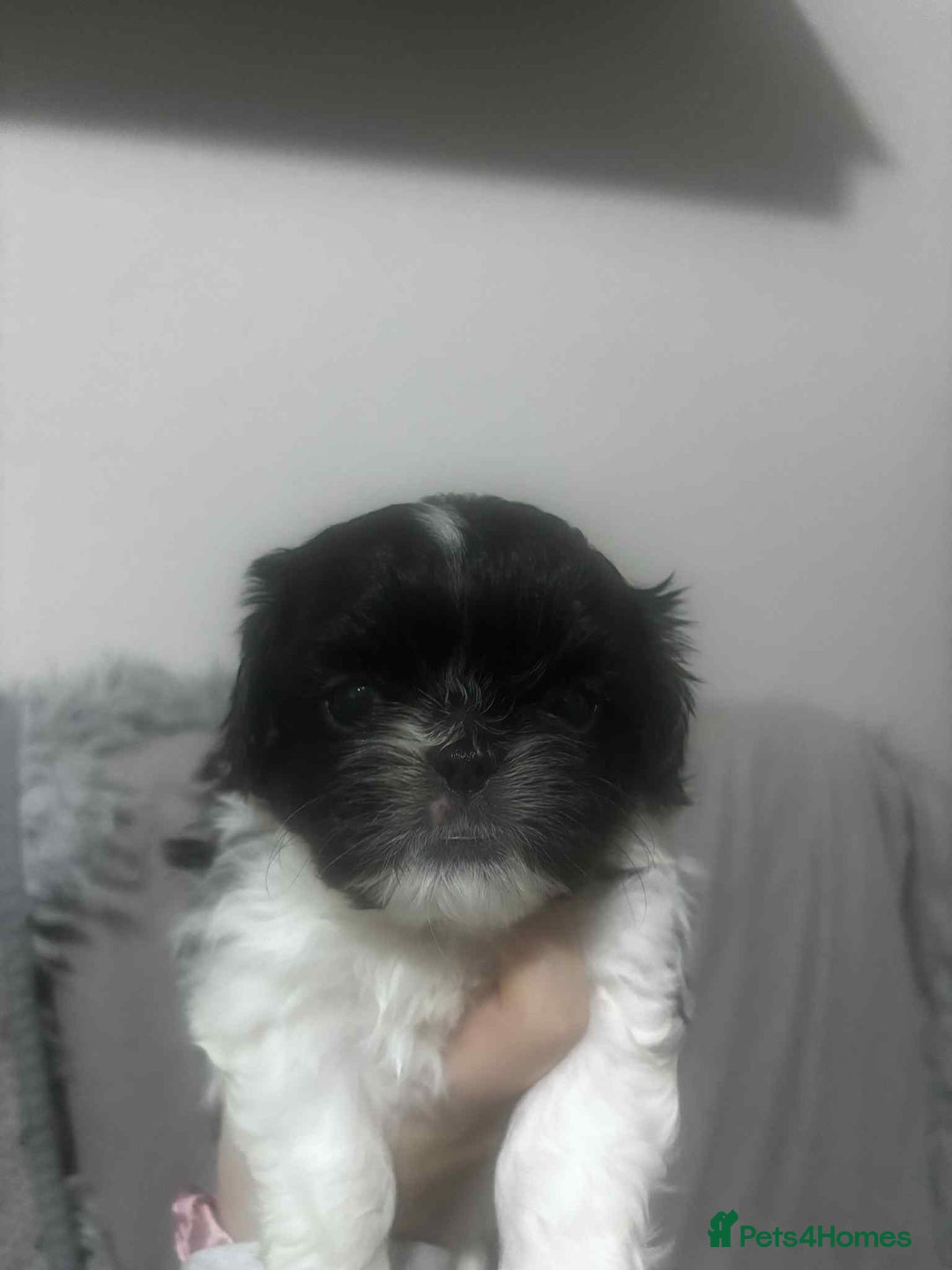Mixed Breed dogs for sale: Shishon cross japanese chin  - Image 4