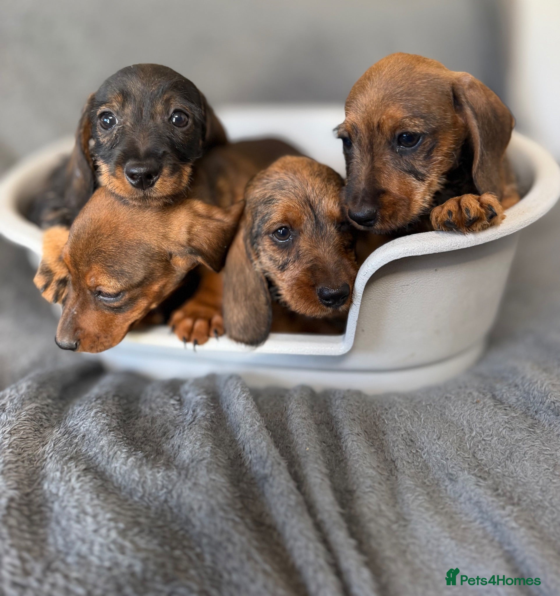 Miniature Dachshund dogs Beautiful wire miniature dachshund puppies 4 sale - Advert 1