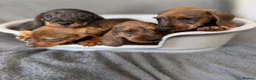 Miniature Dachshund dogs for sale: Beautiful wire miniature dachshund puppies 4 sale - Advert 1