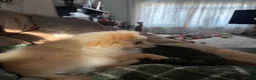 Pomeranian dogs for sale: 2 males  cream and orange. Pomeranians  - Advert 14