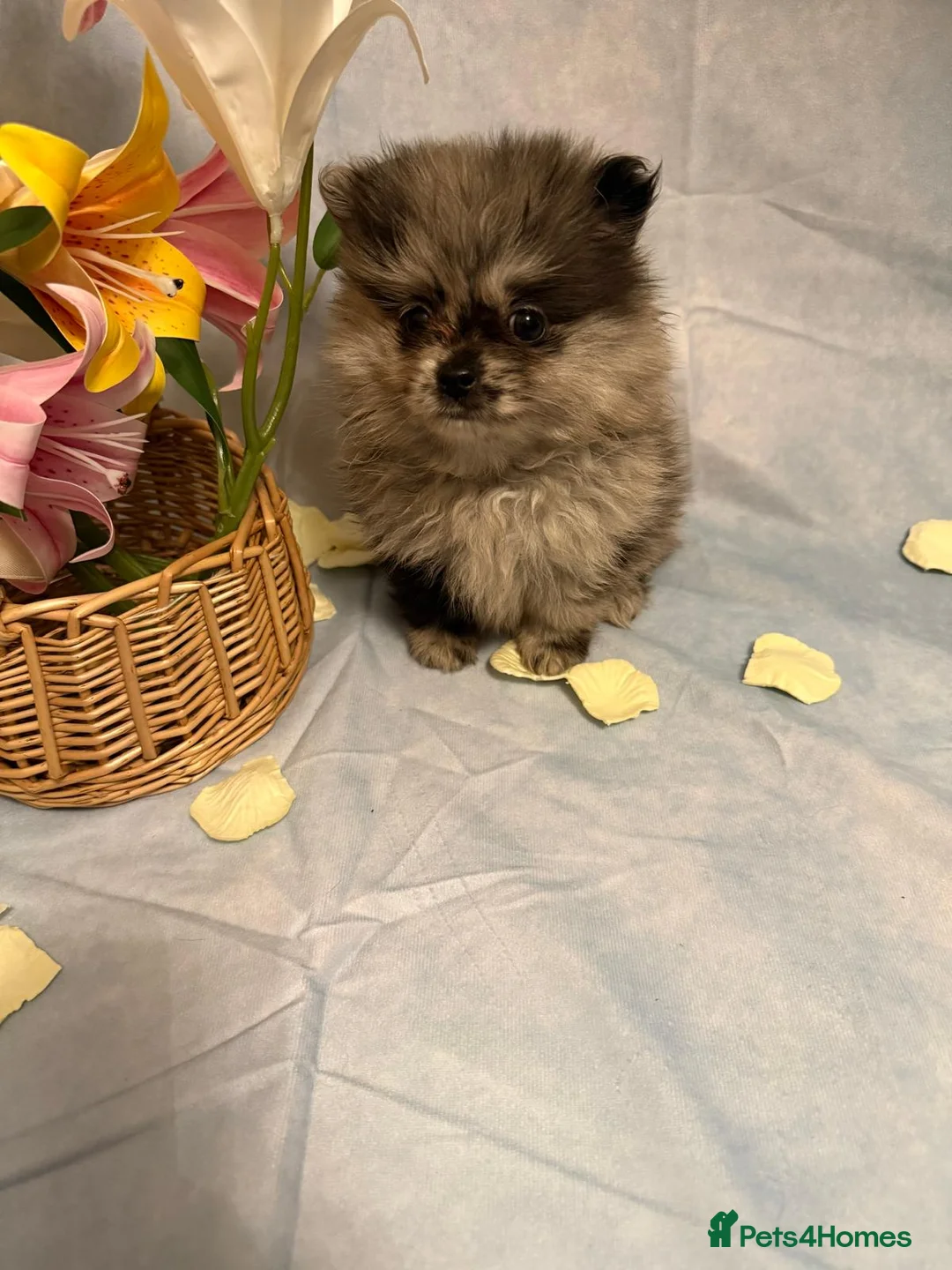 Pomeranian dogs for sale: Pomeranian puppies - Advert 26