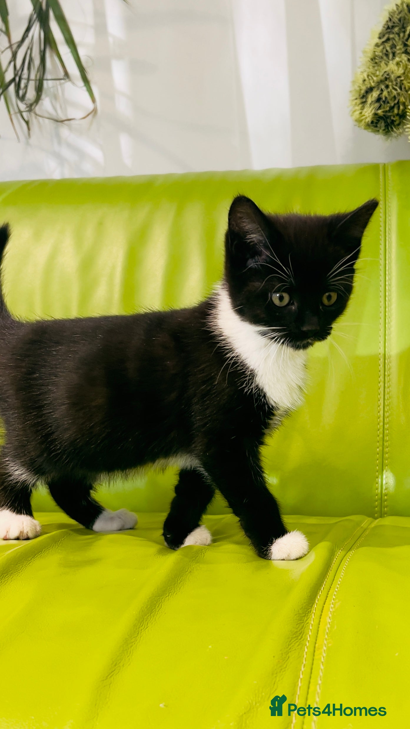 Mixed Breed cats Wonderful ,healthy clever village Kittens for sale - Advert 2