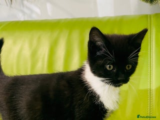 Mixed Breed cats Wonderful ,healthy clever village Kittens for sale - Advert 6