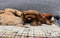 Cockapoo dogs for sale: BEAUTIFUL F1B COCKAPOO PUPS - Image 3