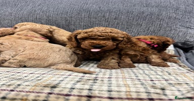 Cockapoo dogs - Advert 2