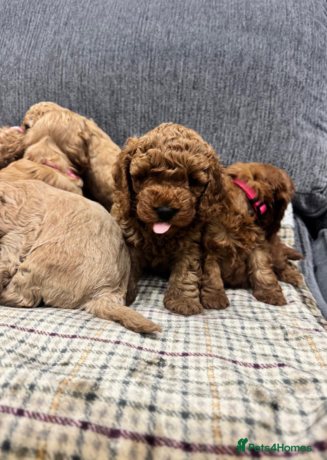 Cockapoo dogs for sale: BEAUTIFUL F1B COCKAPOO PUPS - Image 3