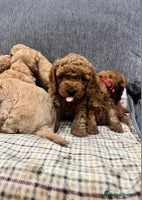 Cockapoo dogs - Advert 2