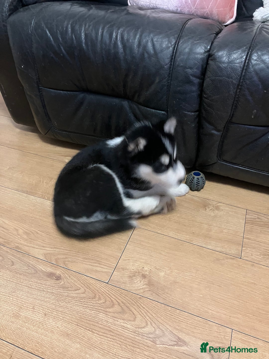 Siberian Husky dogs for sale: Beautiful husky puppies ready for their new homes  - Advert 6