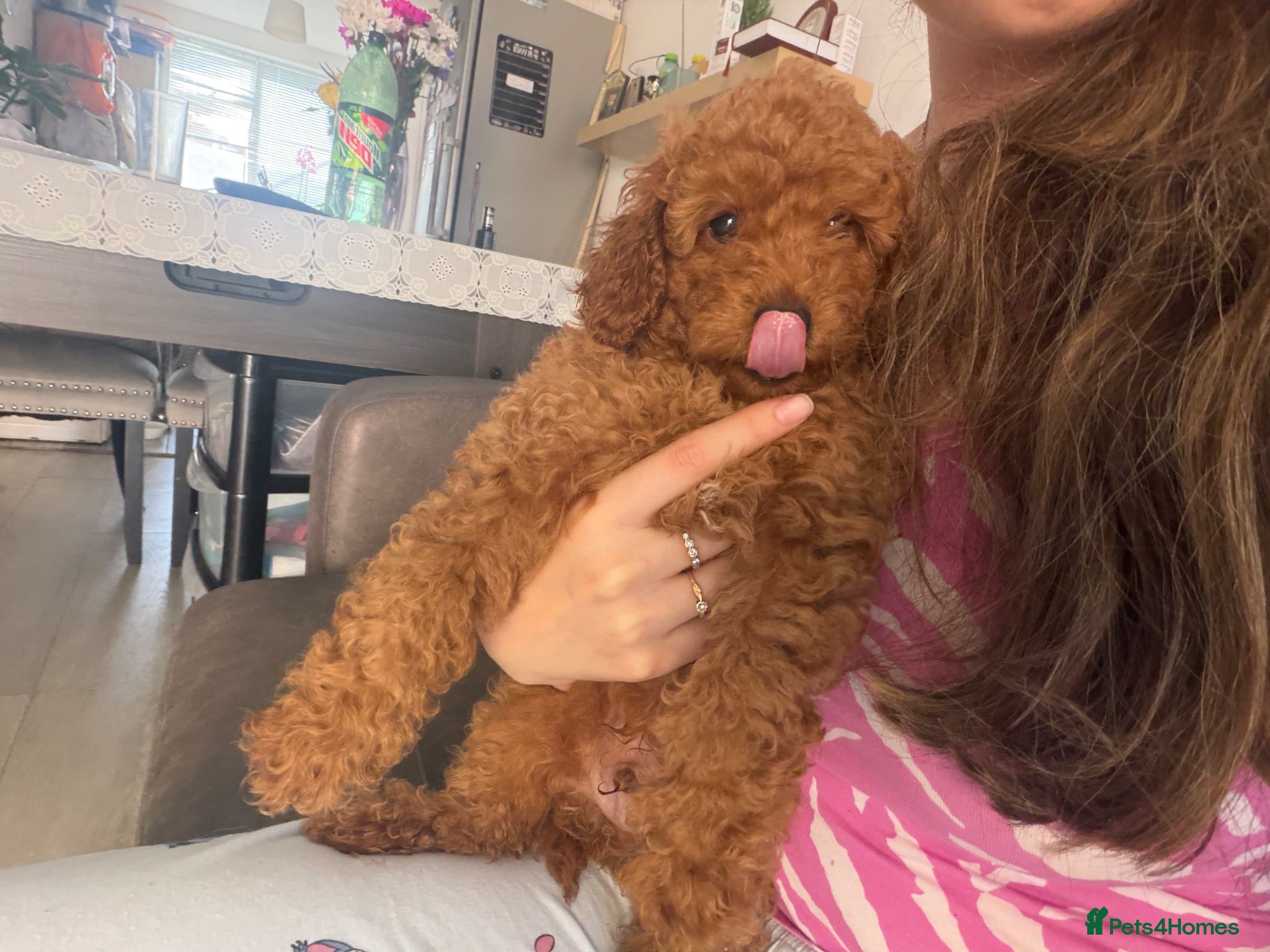 Toy Poodle dogs BOY LEFT!!!KC REGISTERED toy poodle puppies - Advert 1