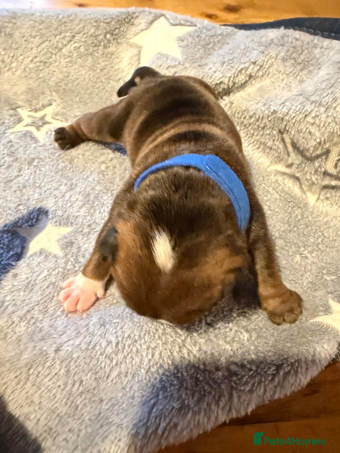 English Bulldog dogs for sale: 🌸❤️ TOP BLOOD LINE ENGLISH BULLDOGS RED AND WHITE - Advert 21