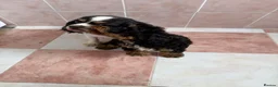Cavapoo dogs for sale: Cavapoo f1 boy  - Advert 4