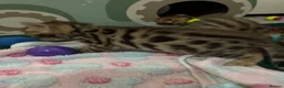 Bengal cats for sale: Amazing Bengal Kittens for sale  - Advert 4