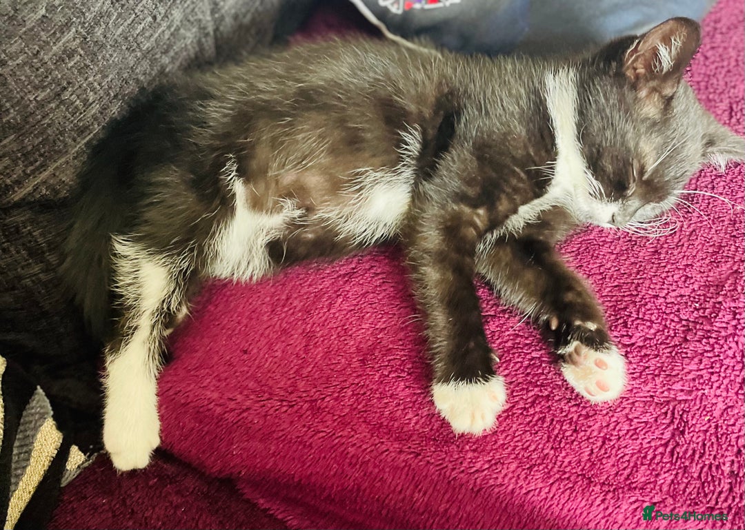 Mixed Breed cats for sale: Kitten  - Image 2