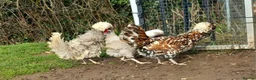 Chickens poultry for sale: Polish chicken hatching eggs  - Advert 5